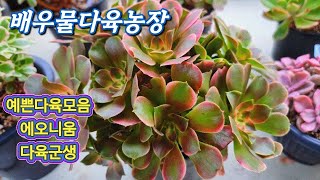 10/28)에오니움 멋진군생다육 택배주문환영