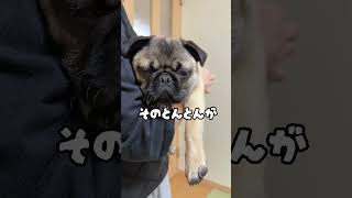 【とんとんで眠くなる子パグのむぎ🥺💓】#pug #puppy #パグ #子犬 #パピー #犬のいる暮らし #pets #犬 #dog #shorts #퍼그 #哈巴狗