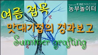 여름접목 성공률100% 접붙이기 맞대기접 Summer grafting Progress report on grafting 복숭아 자두 살구 매실 모종옮기기 공중취목 공중삽목