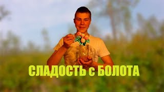 МОРОШКА В СИРОПЕ / СЕВЕРНАЯ СЛАДОСТЬ / На болоте в КОМИ / ВАРЕНЬЕ ИЗ ЯГОД