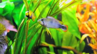 Apistogramma Pandurini Couple