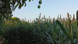 mango tree |કેસર કેરી | બાજરો | kesar mango | gujarat agriculture | beautiful garden |બગીચો |