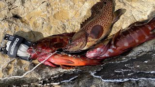 Grouper fishing in Japan(Shizuoka)