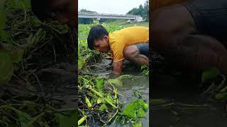 Trending Hand Fishing Video In River Water. Village Hand Fishing #fish #shorts #fishing