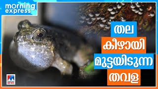 തവളയുടെ അത്യപൂര്‍വ സ്വഭാവം കണ്ടെത്തി  മലയാളി ശാസ്ത്ര‍ജ്ഞന്‍​|  darwin frog| sathyabama das biju