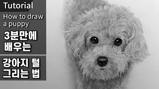 How to draw a puppy's fur in 3 minutes. Poodle. Pet, Pencil basic, Pencil drawing basic. | DrawingJ