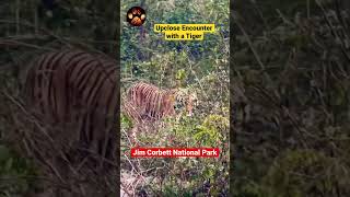 Upclose Encounter With a Tiger |Jim Corbett National Park #shorts #wildlife #bts #discoverwildpaws