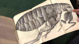 Robert Hooke. Micrographia