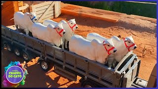 Transportando os Nelore do Brete Para o Campo Verde