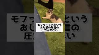 モフってくれと言うおじ猫の無言の圧力がすごい🐱 #shorts