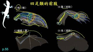 111學年升高一新生生物科銜接課程 高一生物課程章節架構與重要概念 高一生物第三章 演化(北一女中蔡任圃)