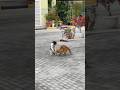 Cat Fight Followed By Staredown [Violent] #cats #catfight #catshorts #catsfighting