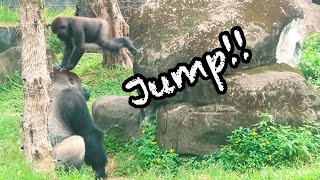 小金剛Jabali與Ringo都把阿爸的頭當跳板Both Jabali and Ringo used dad's head as a springboard#金剛猩猩 #gorilla