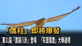 第31屆「鷹揚八卦」登場 數萬「灰面鵟鷹」大舉過境－民視新聞