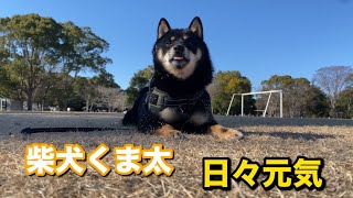 柴犬くま太　元気に過ごす日々