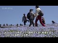 ネモフィラ見頃　国営ひたち海浜公園