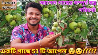 সবচেয়ে সহজ পদ্ধতিতে ছাদবাগানে আপেল চাষ।ছোটো টবেও ধরবে ঝুড়ি ঝুড়ি আপেল।Apple plant care in pot| HRMN99