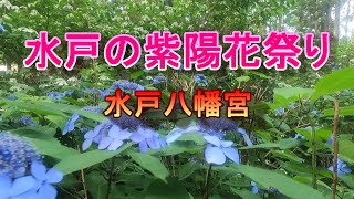 水戸のあじさい祭り　水戸八幡宮