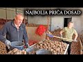 Nakon 20 godina vratili se iz Norveške u Glamoč, na 14 duluma pronašli 45 tona krompira