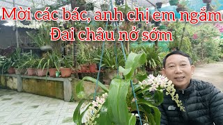 01/12: Mời các bác, anh chị em ngắm đai châu nở sớm - Người nông dân trồng lan