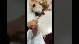 MEET my VERY Hardworking Golden Retriever Dog CHAMP🤪