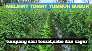 TOMAT TUMPANG SARI CABE \u0026SAYUR