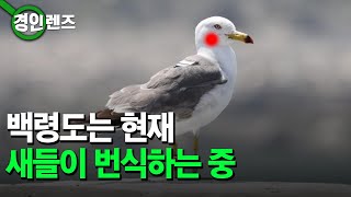 [인섬 뉴스] 새가 번식할때는 멀리서 지켜봐주세요