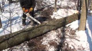 Harvesting Maples Woodlot