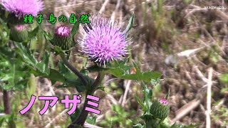 ノアザミ 春にかけて枝先に紅紫色の頭花を上向きにつけ花を咲かせた開花風景～種子島の自然