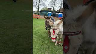 Donkeys are the best in London’s. #shorts  #viralshortsvideo