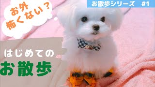 【マルチーズ子犬】はじめてのお散歩でフリーズ⁈/It was the first walk and froze