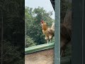 Rooster 🐓 watching his Chicks #farming #chicken #rooster #naturesounds #naturelovers #s