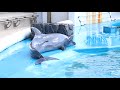 仙台うみの杜水族館 イルカアシカのパフォーマンス 200409 13 00～