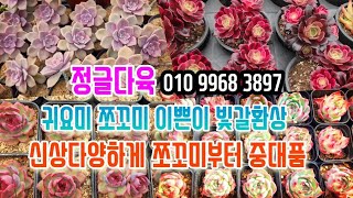 #정글다육신상쪼꼬미부터중대품까지#1000원짜리는택배불가방문구매#샤도네이#뉴아이#라즈쨈#블루진#네띠#신디#