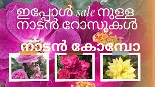 നാടൻ റോസ് സുന്ദരികളെ കാണാം ❤️#rosenursery #rosefarm #rose #sale