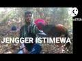 POIN JENGGER MEWAH BRO//MIKAT AYAM HUTAN HIJAU