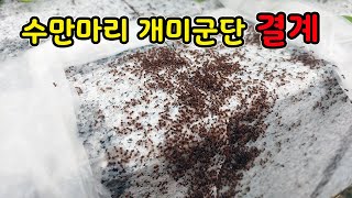 여왕 없이 무한 증식하는 수만 마리 미친 개미군단을 멈추게 한 이것 [오브리더]