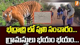 భద్రాద్రి లో పులి సంచారం... గ్రామస్తులు భయం భయం...| Tiger Roaming in Bhadradri Kothagudem | iNews