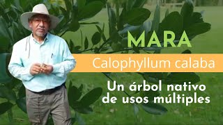 Mara: un árbol nativo multiusos 🌳