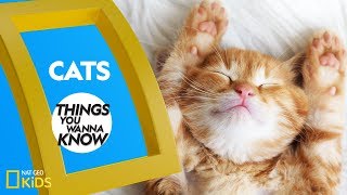 Cool Facts About Cats | Things You Wanna Know