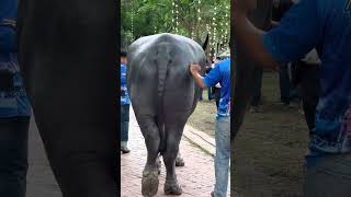 This is a Thai buffalo, not an elephant. ฉลามชล สังกัด ต.หอมชื่น ฟาร์ม ❤️🐃