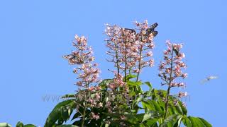 4K slow motion footage of Great Blackvein butterflies in flight