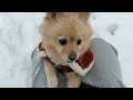 突然の大雪に興奮を抑えきれない愛犬が可愛い…笑