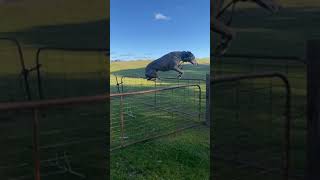 Kangaroo-inspired leap: Bull Arab and Catahoula mix masters the fence jump