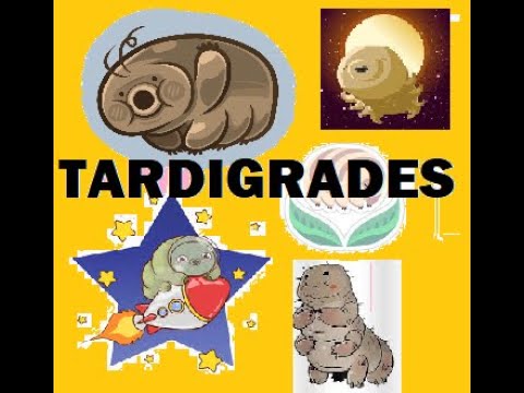 Tardigrades: The Toughest Animal On Earth - YouTube