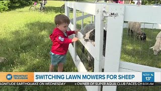 Pointe-Claire using sheep to cut the grass