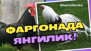 Фаргонада Янгилик Европадан келган Энг Сара зотли Товуклар @GayratBaraka тавсия  килади.