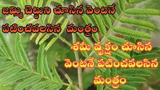 Jammi Chettu Mantram in Telugu|| Shami Vruksham Slokam|| జమ్మి చెట్టు దగ్గర పటించవలసిన మంత్రం.