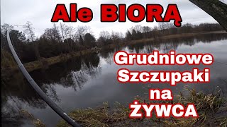 Świąteczne drapieżniki na Żywca, ale biorą  ! Oraz niespodzianka na Boczny Trok . pike for live bait