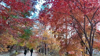 (4K)가을단풍이 절정인 북한산 우이령길, 예약을 해야만 입장할 수 있는 서울에서 가장 멋진 단풍길( Uiryeong-gil, Bukhansan Mountain)